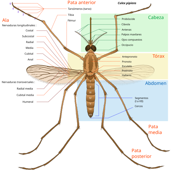 File:Culex pipiens diagram es.svg