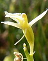 Liparis loeselii flower Netherlands - Texel