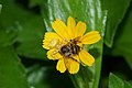 * Nomination Crab Spider Thomisus sp. with a bee --Vengolis 18:01, 27 July 2015 (UTC) * Promotion Good quality. --Berthold Werner 18:13, 27 July 2015 (UTC)