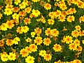 Tagetes tenuifolia