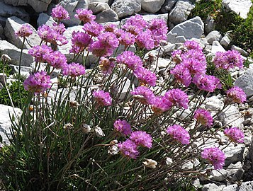 Alpen-Grasnelke (Armeria alpina) nahe den Drei Zinnen,