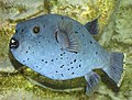 Black-spotted puffer