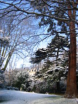 Giant Sequoia (right) (Sequoiadendron giganteum)