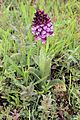 Orchis purpurea Spain