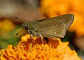   العربية: السماميّة الصغيرة القاتمة الموسومة English: Pelopidas mathias (Dark Small-branded Swift)