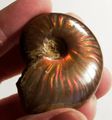 "Ammolite" Iridescent ammonite