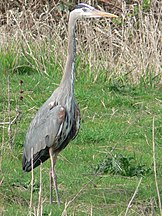 Ridgefield NWR