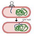 طليعة العاثية Prophage