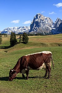 Seiser Alm South Tyrol