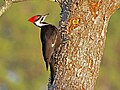 Dryocopus pileatus (cat.)