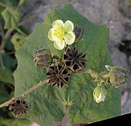 Abutilon dugesii