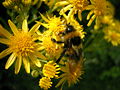 Bombus hortorum