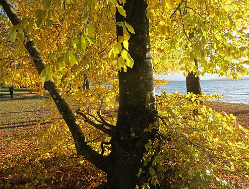 Goldener Herbst am Starnberger See