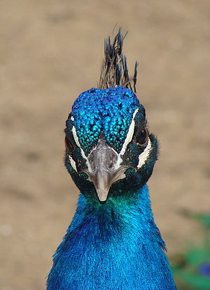 head of a pavo cristatus male