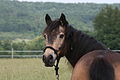 This dark buckskin shows slightly paler eyes common in heterozygous cremes