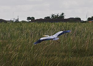 Great Blue Heron flying over grass in the Everglades