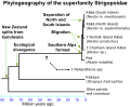 Phylogeography of the parrot family Nestoridae