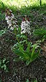 Orchis purpurea Germany - Rheinwald bei Forchheim (Baden)