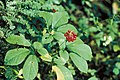 Foliage and fruit