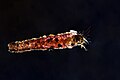 * Nomination A caddisfly larva (Trichoptera) photographed under a microscope using a 4x objective and dark-field microscopy. --Janeklass 05:40, 14 December 2024 (UTC) * Promotion  Support Good quality. --Romzig 22:12, 18 December 2024 (UTC)