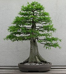 Formal upright style Baldcypress