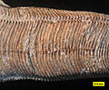 Close-up of a conulariid from the Mississippian of Indiana.