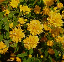 Kerria japonica (Kerria)