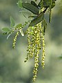 Quercus rotundifolia L.