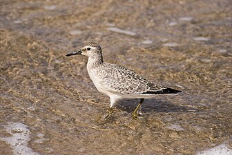 Non-breeding plumage