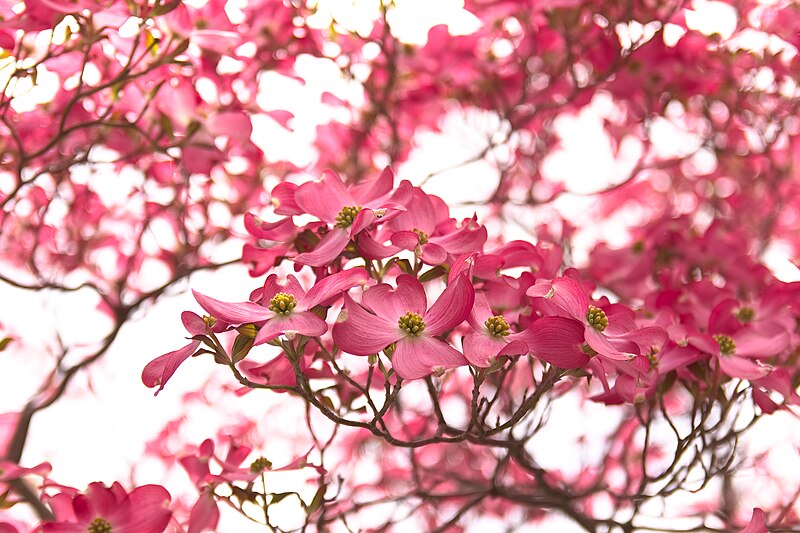 File:Flowering dogwood (35260362610).jpg