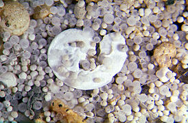 Microfossils from marine sediments