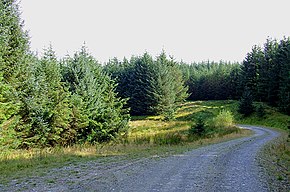 Tywi Forest, Wales]], UK