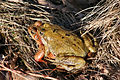 in amplexus