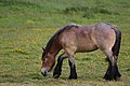 Belgian draft horse