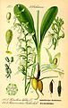 Platanthera bifolia plate 146 A in: Otto Wilhelm Thomé: Flora von Deutschland, Österreich u.d. Schweiz (Orchidaceae), Gera (1885)