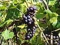  Dark grapes