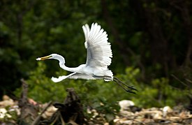 Egretta Alba