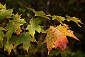 Green Mountain National Forest, Vermont, USA