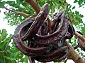 Ripe pods; Pla de Sant Jordi, Mallorca, Spain