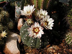 Gymnocalycium stellatum