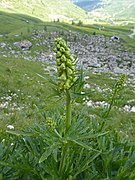 Aconitum lamarckii