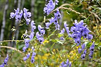 Aconitum tuscheticum