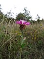 Centaurea jacea subsp. angustifolia, district Korneuburg in Lower Austria, on semi-dry grassland