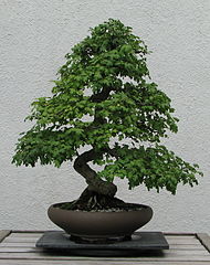 National Bonsai and Penjing Museum