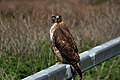 Immature; Moss Landing, California