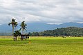 Rice paddies of Sabah