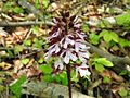 Orchis purpurea Germany - Ungeheuerklamm (Untergrombach)