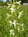 Platanthera bifolia Germany - Hüfingen