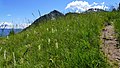 Platanthera bifolia