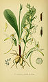 Platanthera bifolia (as syn. Platanthera solstitialis) Tafel 37 in: Walter Müller: Abbildungen der in Deutschland und den angrenzenden Gebieten vorkommenden Grundformen der Orchideenarten Berlin (1904)